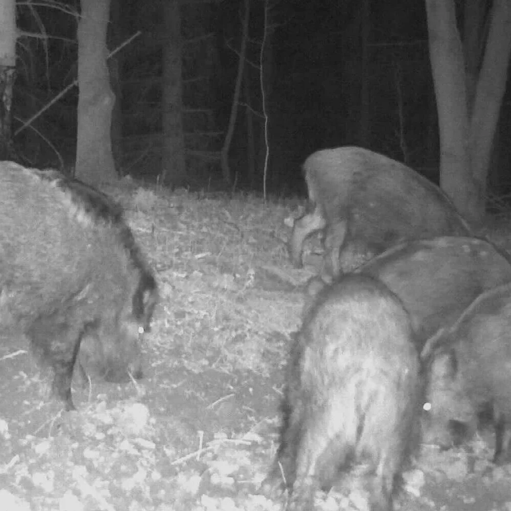 Eurohunt primama za divlju svinju 2.5L - 590201 - Image 4